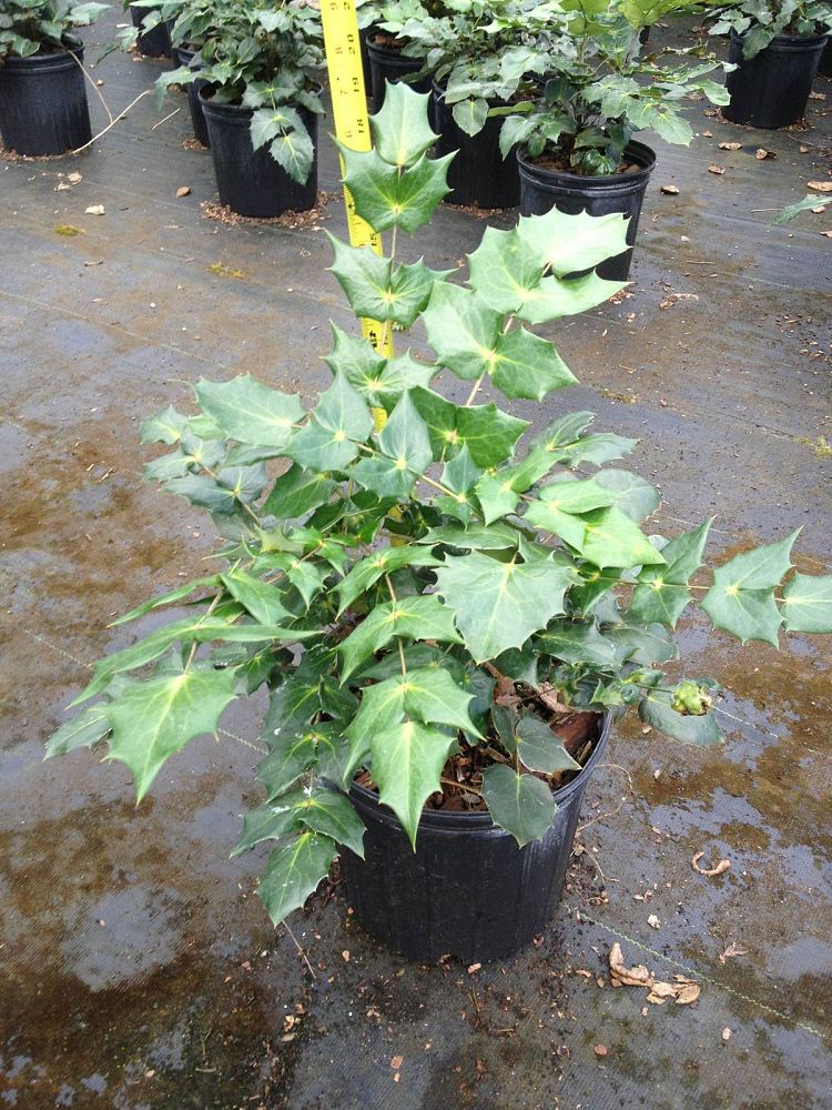 mahonia-bealei-leatherleaf-mahonia