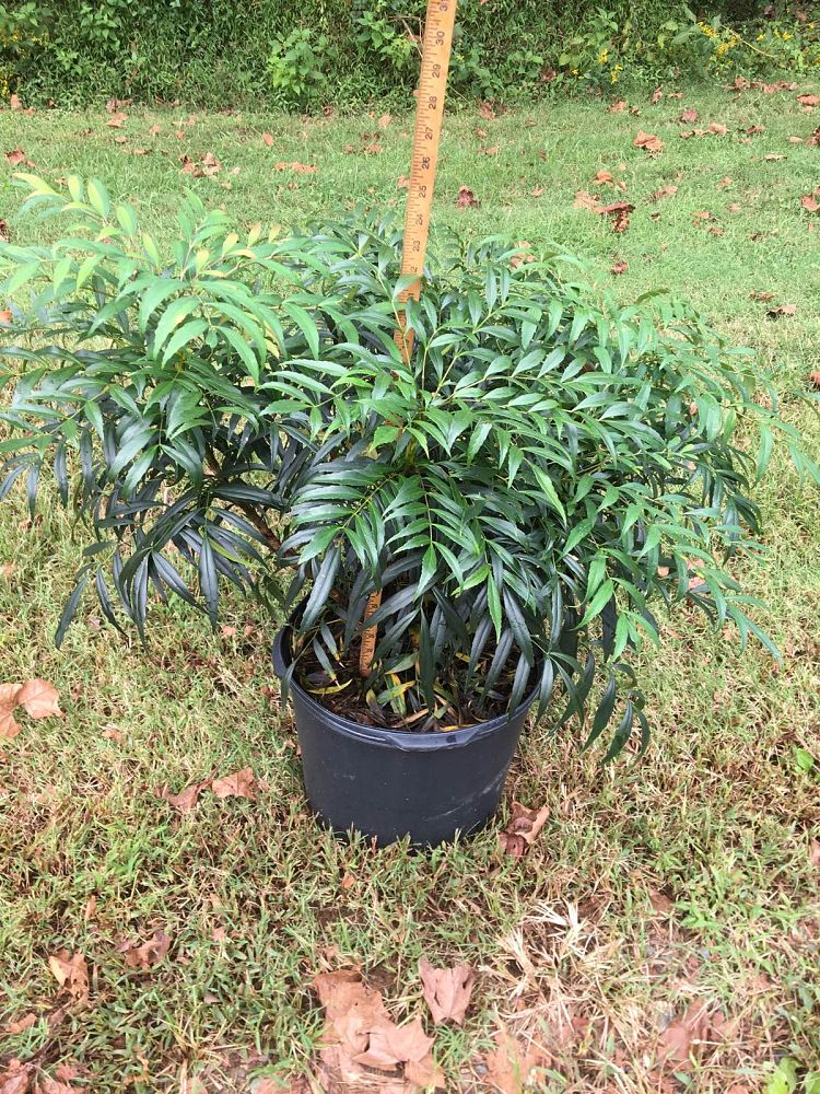 mahonia-confusa-narihira-grape-holly