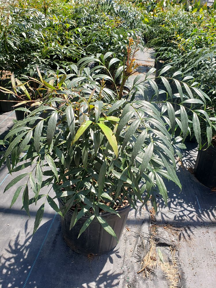 mahonia-confusa-narihira-grape-holly