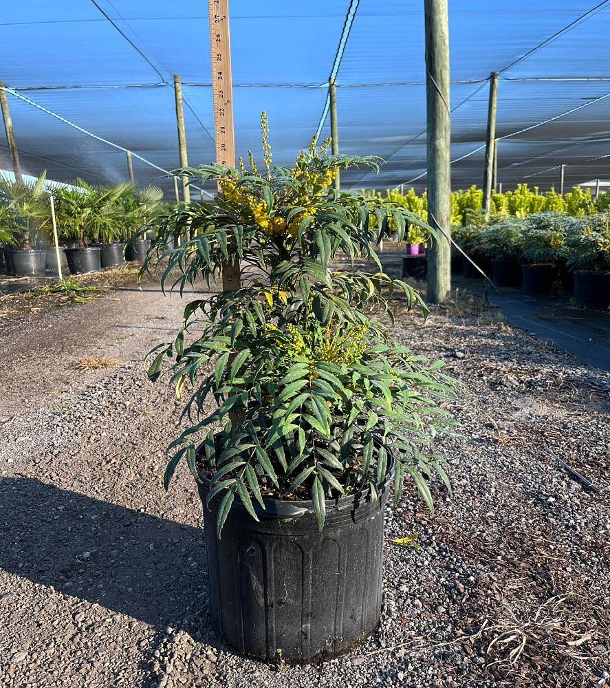 mahonia-confusa-narihira-grape-holly