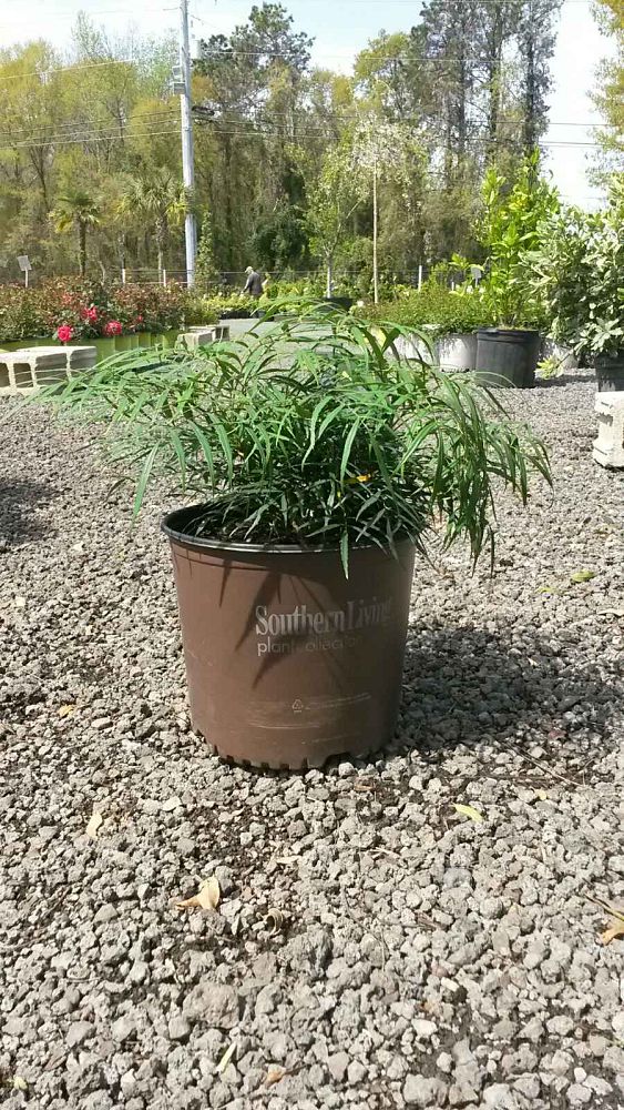 mahonia-eurybracteata-soft-caress-chinese-mahonia