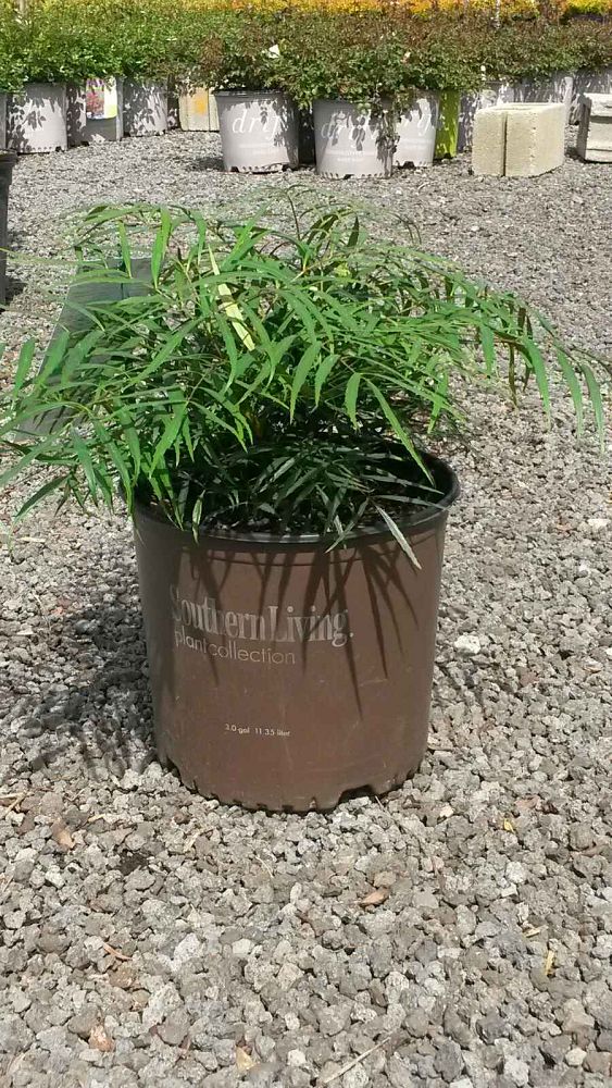 mahonia-eurybracteata-soft-caress-chinese-mahonia