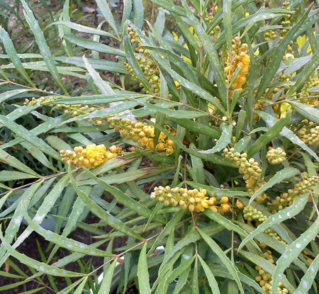 mahonia-eurybracteata-soft-caress-chinese-mahonia