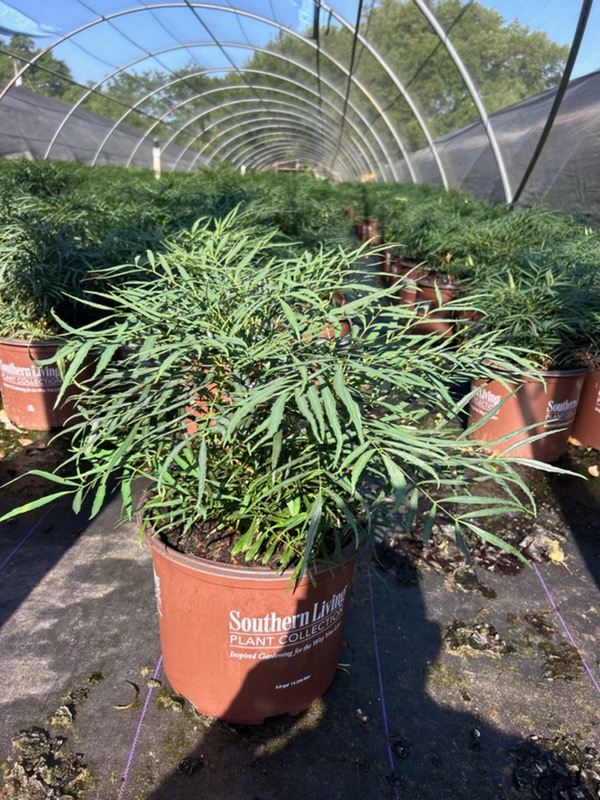 mahonia-eurybracteata-soft-caress-chinese-mahonia