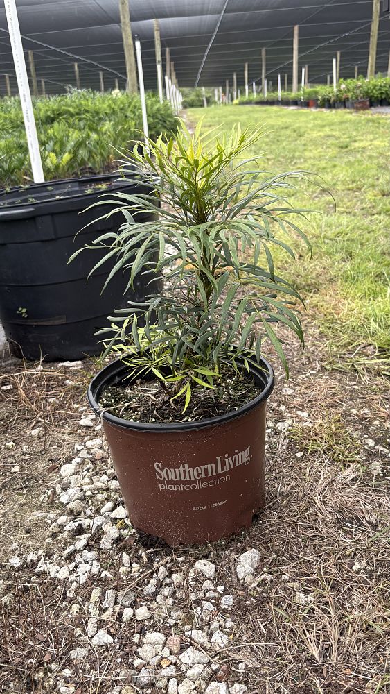 mahonia-eurybracteata-soft-caress-chinese-mahonia