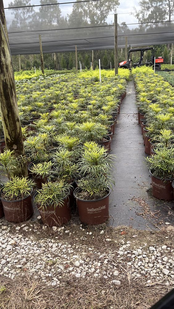 mahonia-eurybracteata-soft-caress-chinese-mahonia