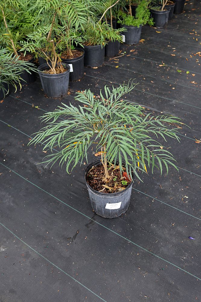 mahonia-eurybracteata-soft-touch-chinese-mahonia