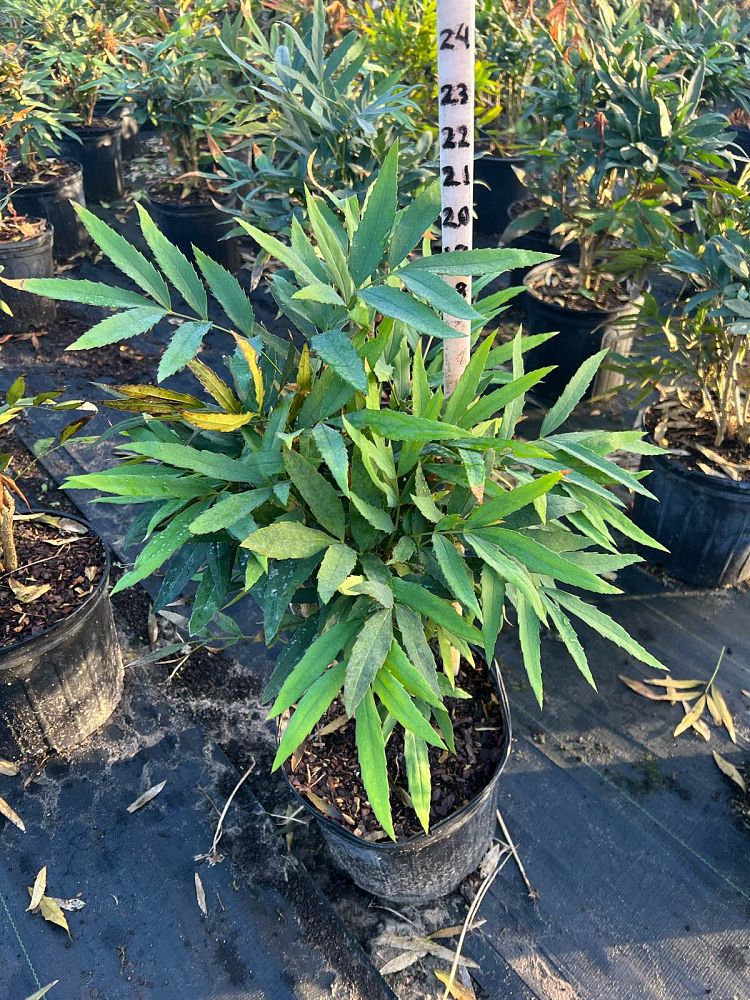 mahonia-fortunei-chinese-mahonia