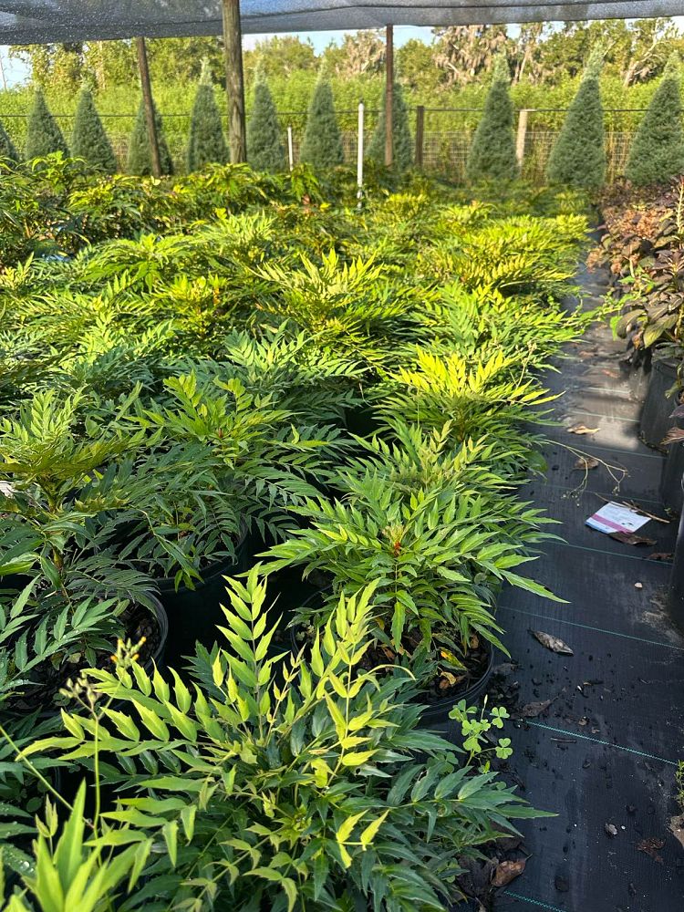 mahonia-groovy-glow