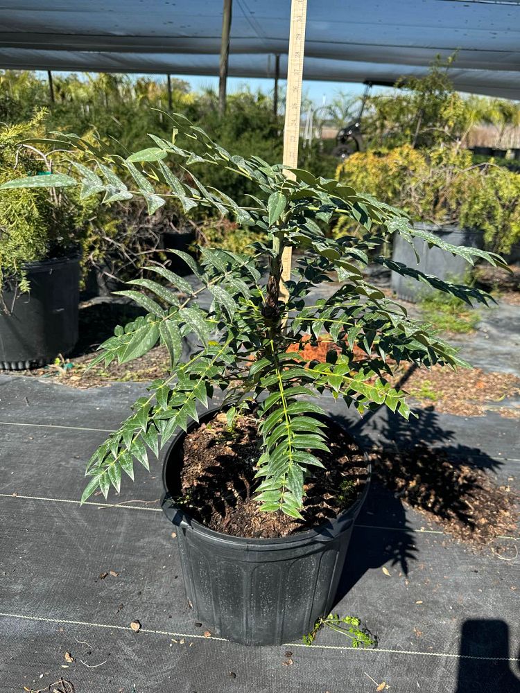 mahonia-marvel-grape-holly