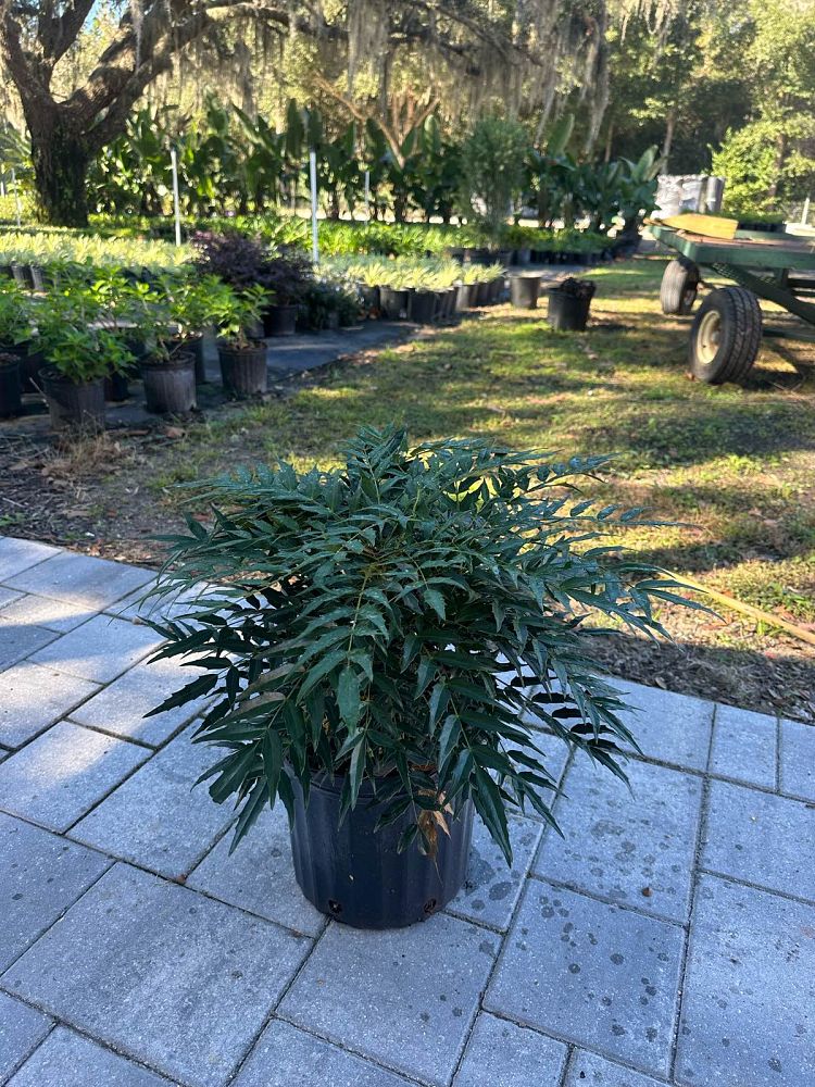 mahonia-x-funky-flow