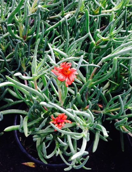 malephora-crocea-coppery-mesemb-ice-plant