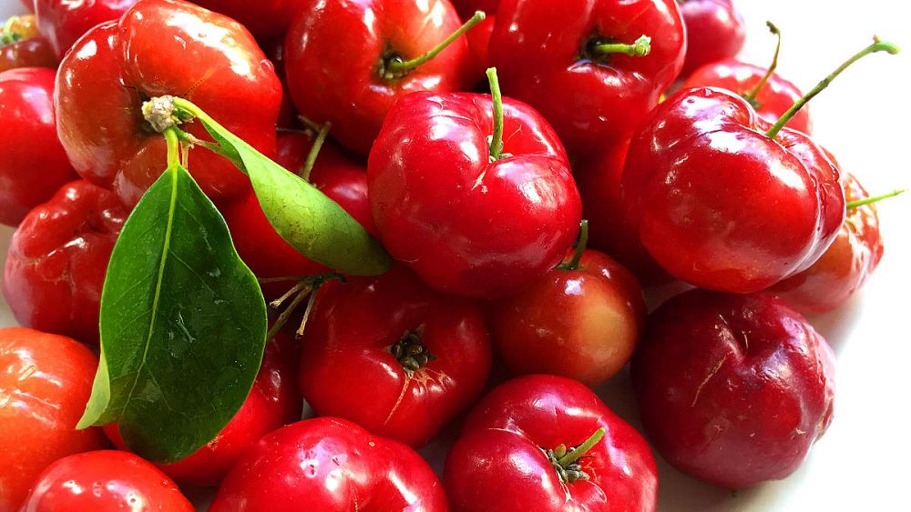 malpighia-emarginata-barbados-cherry-west-indian-cherry-wild-crapemyrtle-acerola