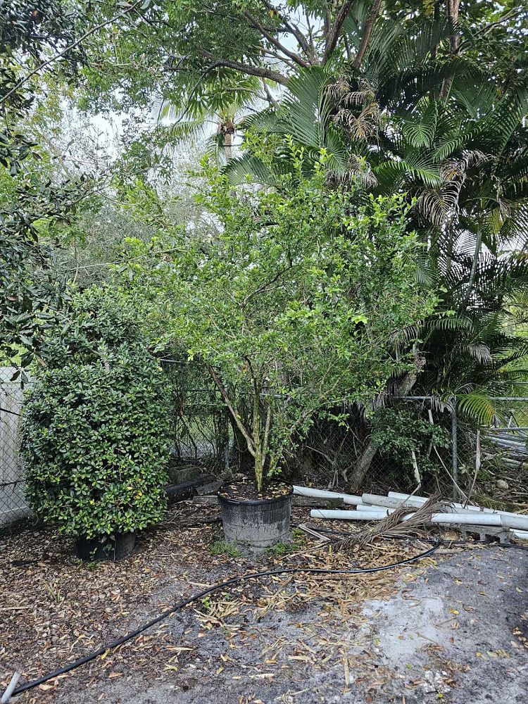 malpighia-emarginata-barbados-cherry-west-indian-cherry-wild-crapemyrtle-acerola