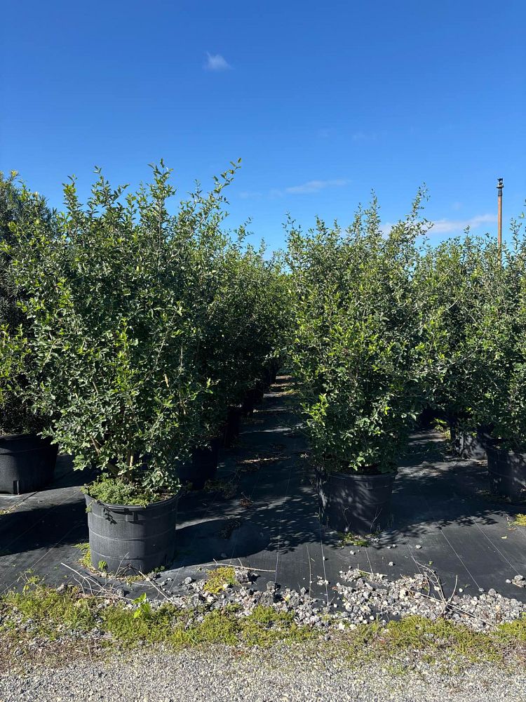 malpighia-emarginata-barbados-cherry-west-indian-cherry-wild-crapemyrtle-acerola