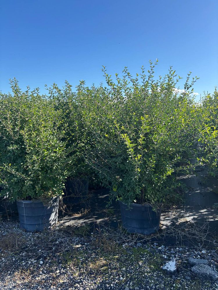 malpighia-emarginata-barbados-cherry-west-indian-cherry-wild-crapemyrtle-acerola