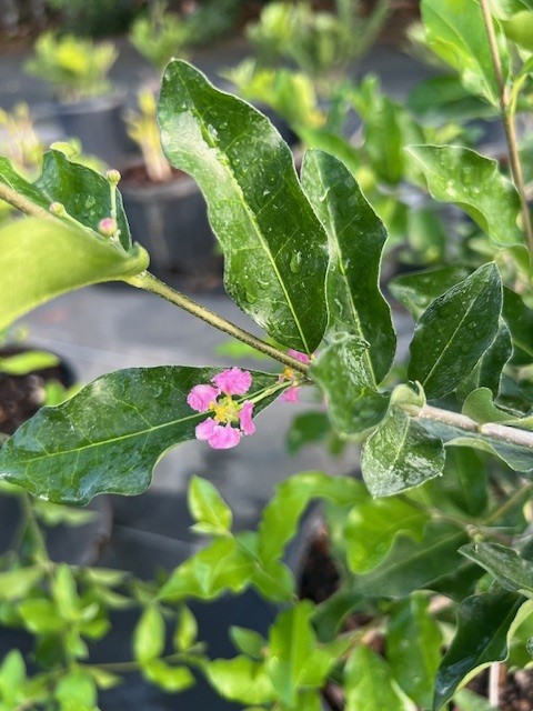malpighia-emarginata-barbados-cherry-west-indian-cherry-wild-crapemyrtle-acerola