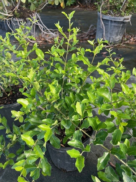 malpighia-emarginata-barbados-cherry-west-indian-cherry-wild-crapemyrtle-acerola