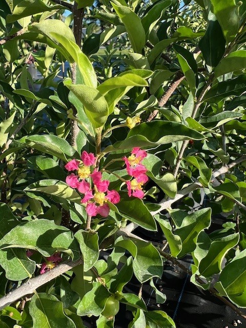 malpighia-emarginata-barbados-cherry-west-indian-cherry-wild-crapemyrtle-acerola