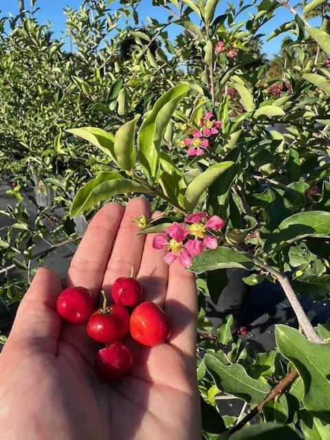 malpighia-emarginata-barbados-cherry-west-indian-cherry-wild-crapemyrtle-acerola