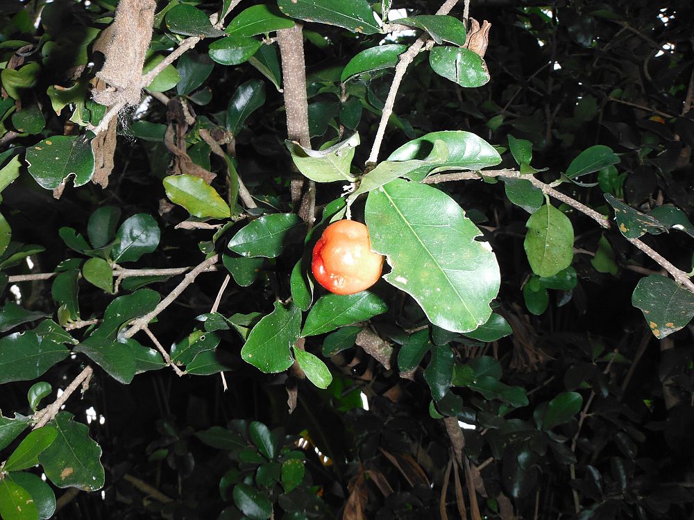 malpighia-glabra-barbados-cherry