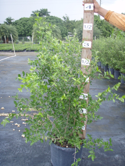 malpighia-glabra-barbados-cherry