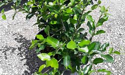 malpighia-glabra-barbados-cherry