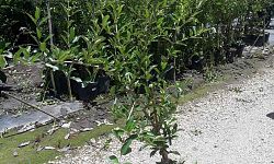 malpighia-glabra-barbados-cherry