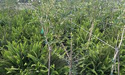 malpighia-glabra-barbados-cherry