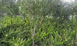 malpighia-glabra-barbados-cherry