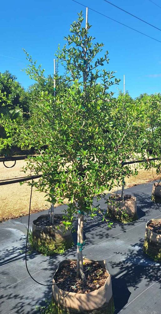 malpighia-glabra-barbados-cherry