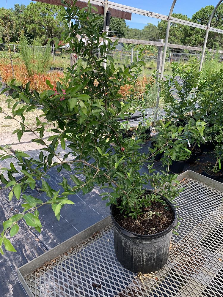 malpighia-glabra-barbados-cherry