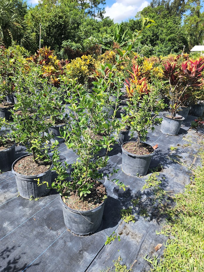 malpighia-glabra-barbados-cherry