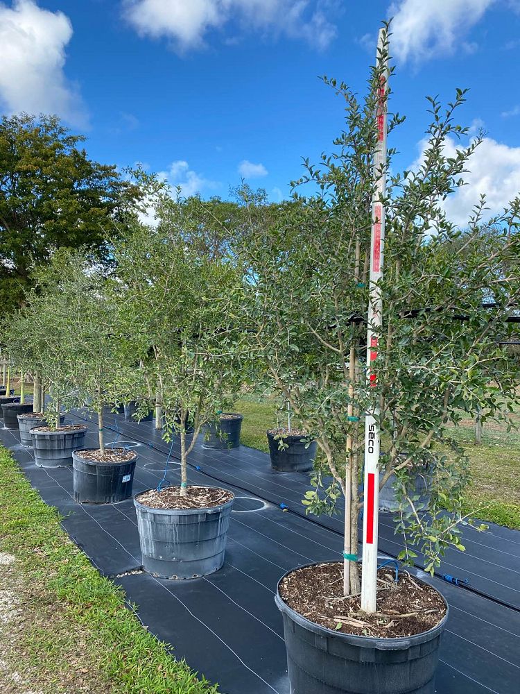 malpighia-glabra-barbados-cherry