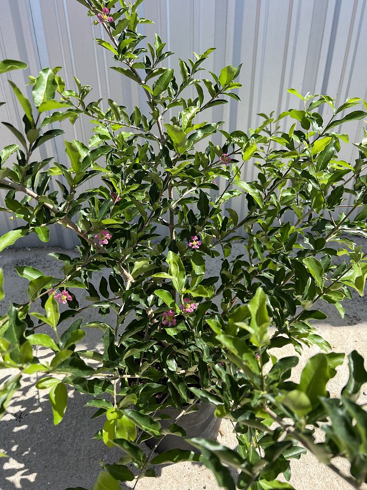 malpighia-glabra-barbados-cherry