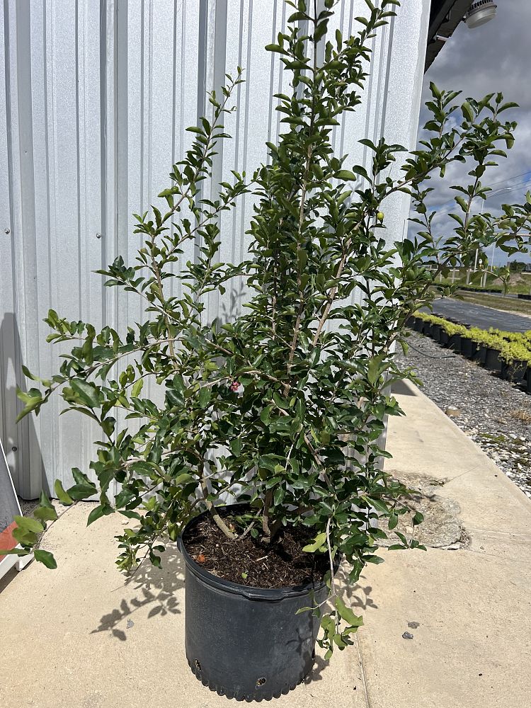 malpighia-glabra-barbados-cherry