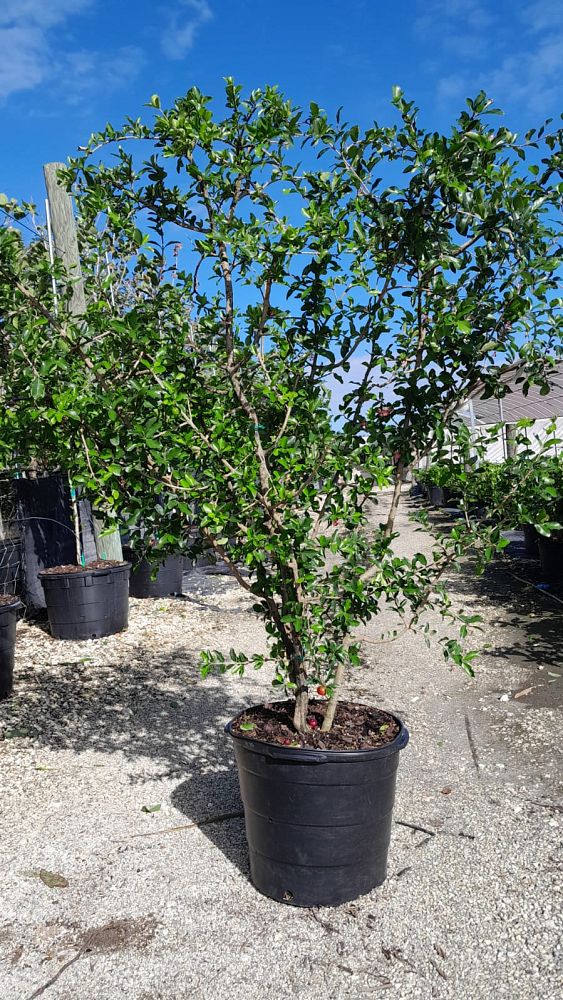 malpighia-glabra-barbados-cherry