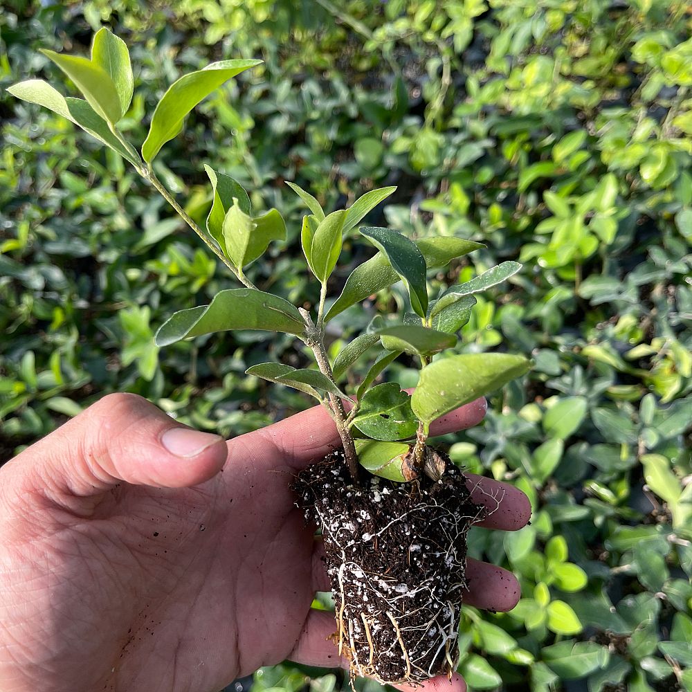 malpighia-glabra-barbados-cherry