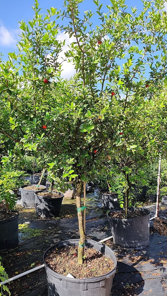 malpighia-glabra-barbados-cherry