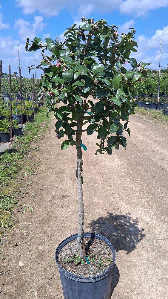 malpighia-glabra-barbados-cherry