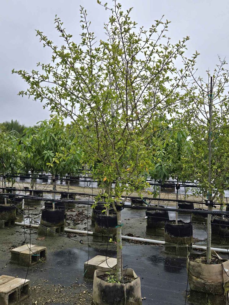 malpighia-glabra-barbados-cherry