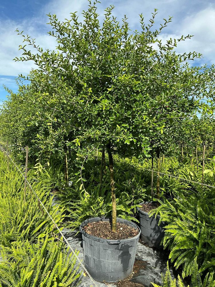 malpighia-glabra-barbados-cherry