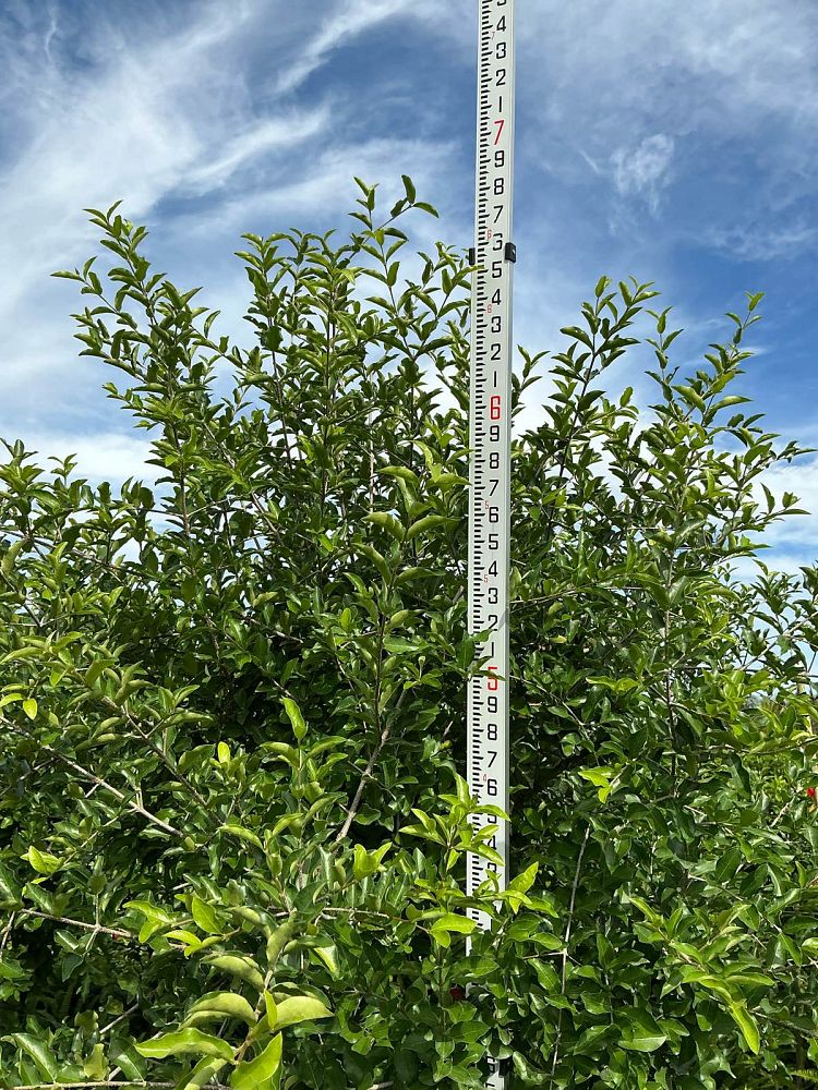 malpighia-glabra-barbados-cherry