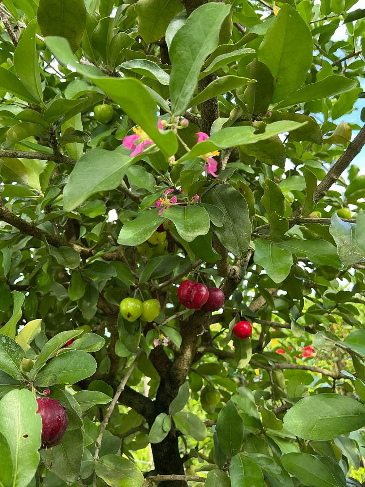 malpighia-glabra-barbados-cherry