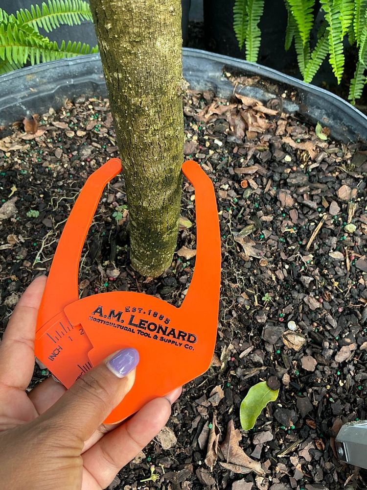 malpighia-glabra-barbados-cherry