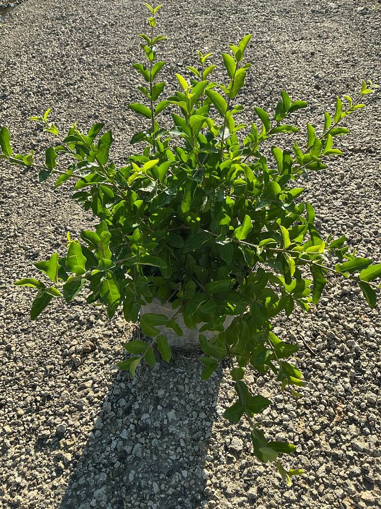 malpighia-glabra-barbados-cherry