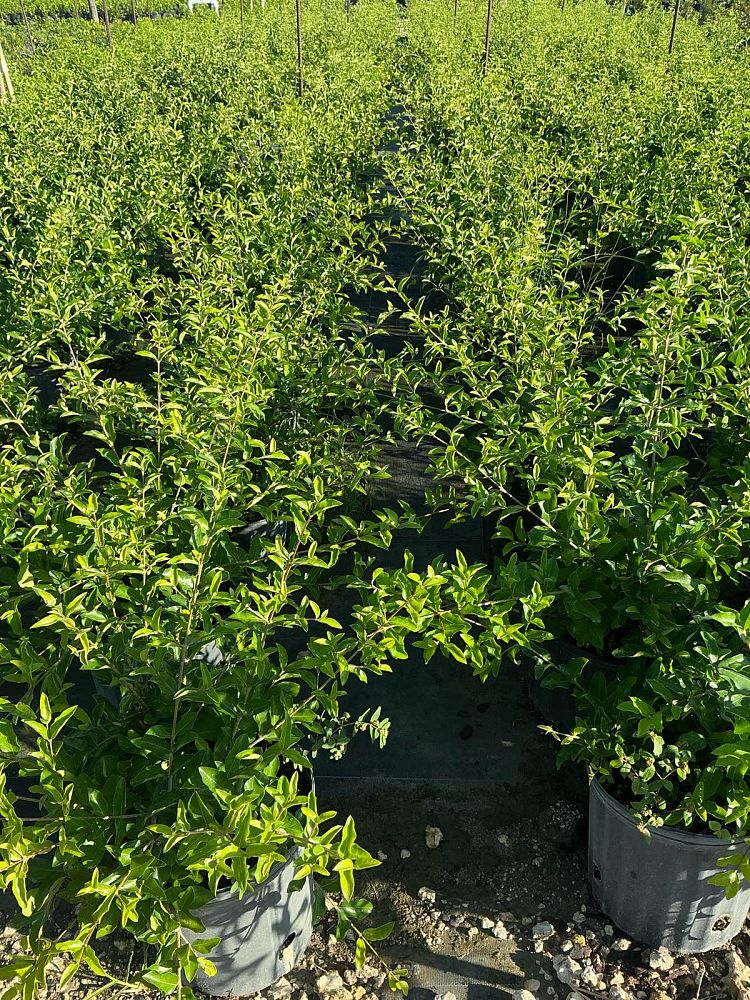 malpighia-glabra-barbados-cherry