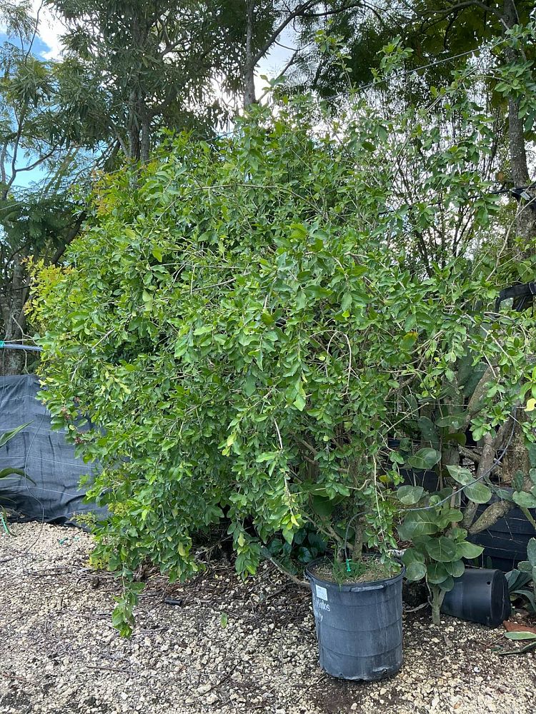 malpighia-glabra-barbados-cherry