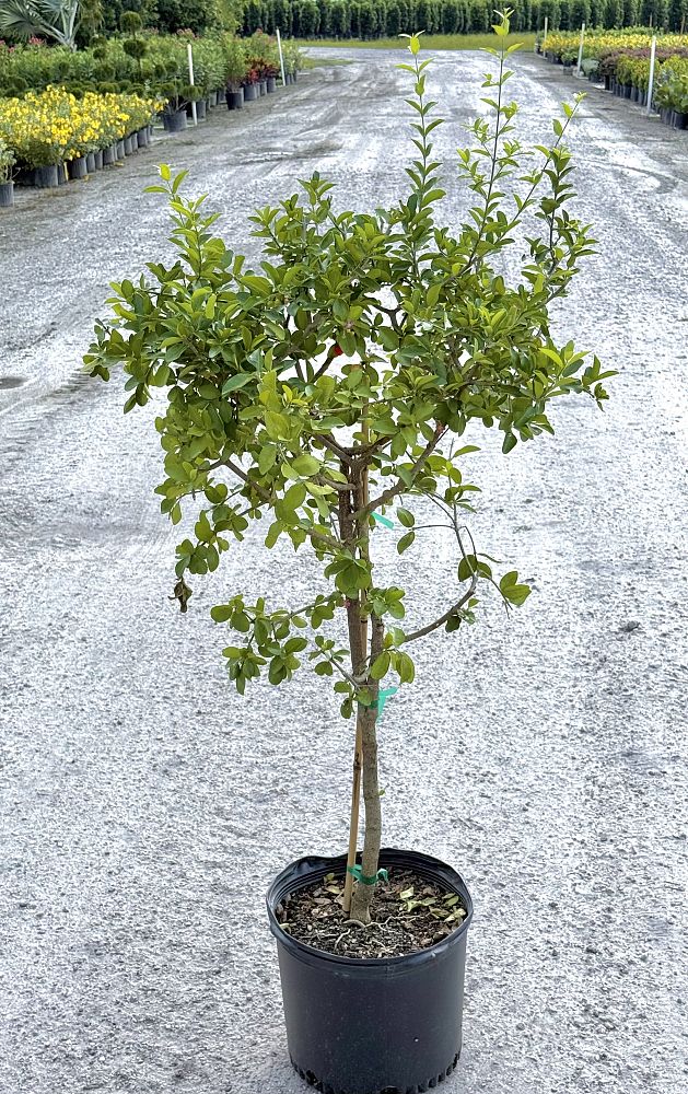 malpighia-glabra-barbados-cherry