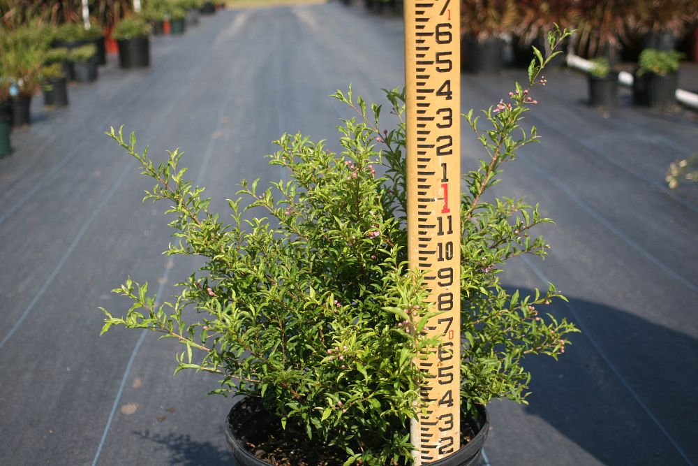 malpighia-punicifolia-barbados-cherry